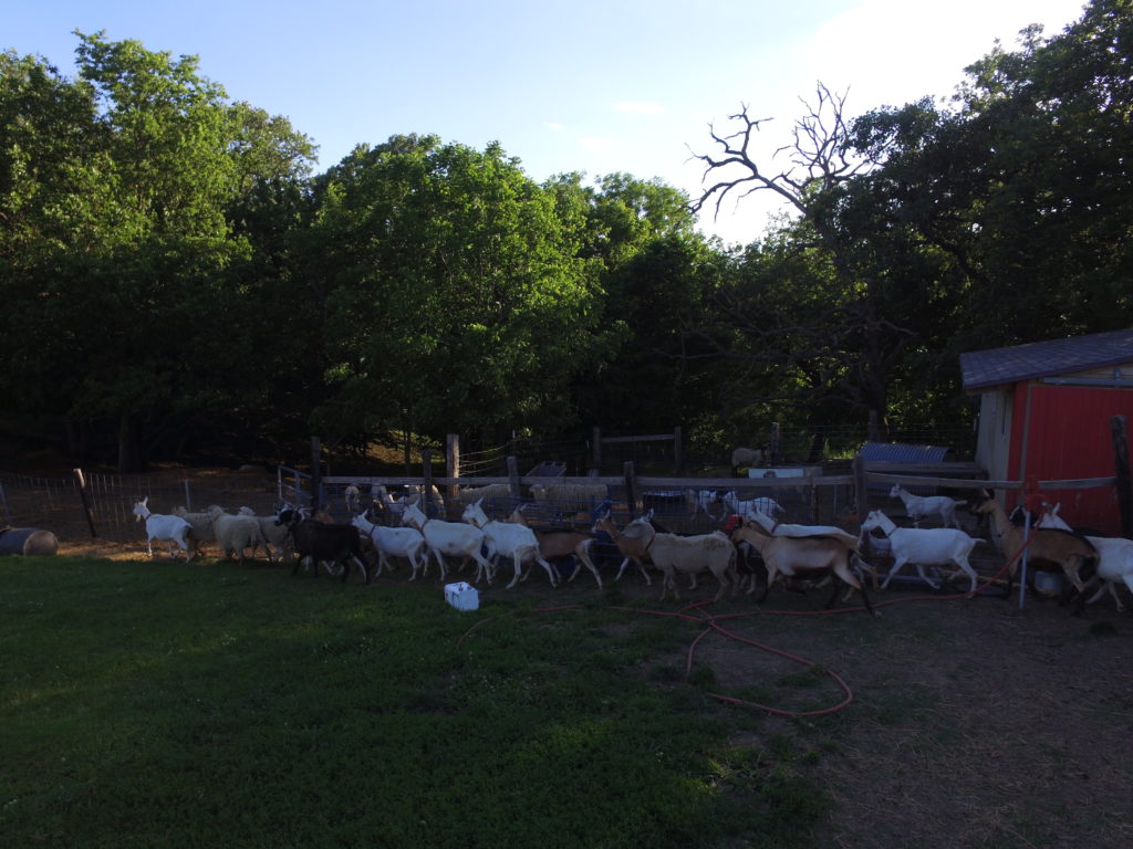 Dairy sheep and cows are the main focus of this unique farm.