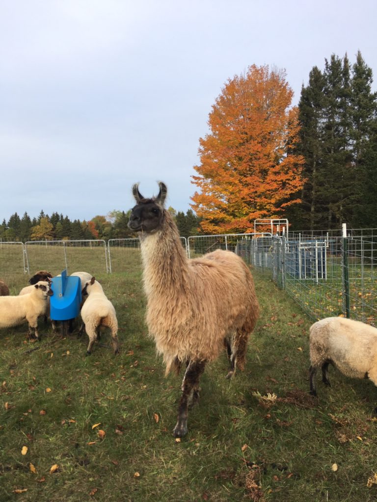 Fiddle Knoll Farm is another awesome Harvest Hosts location.