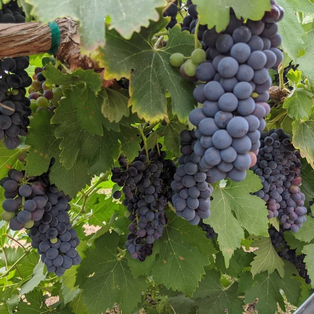 Several clusters of purple grapes hang from a ripe vine.