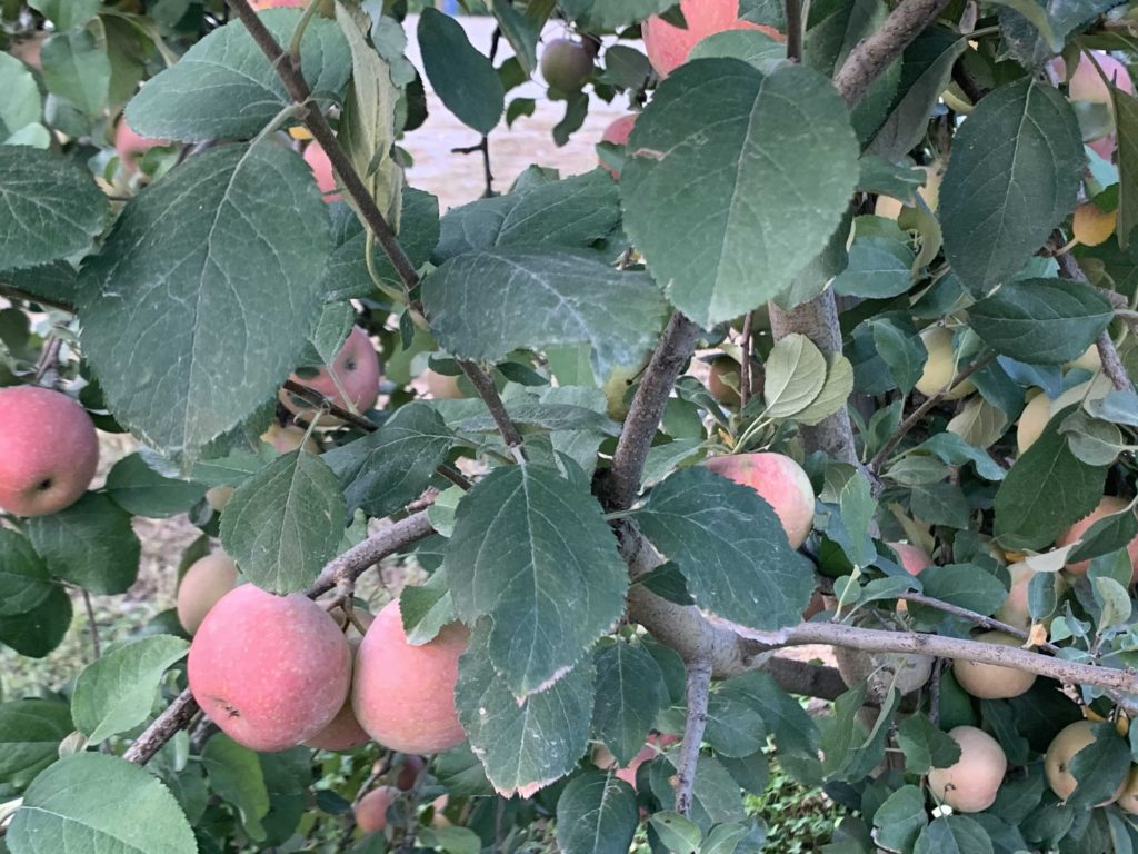 They grow twenty-two varieties of apples in the fall.